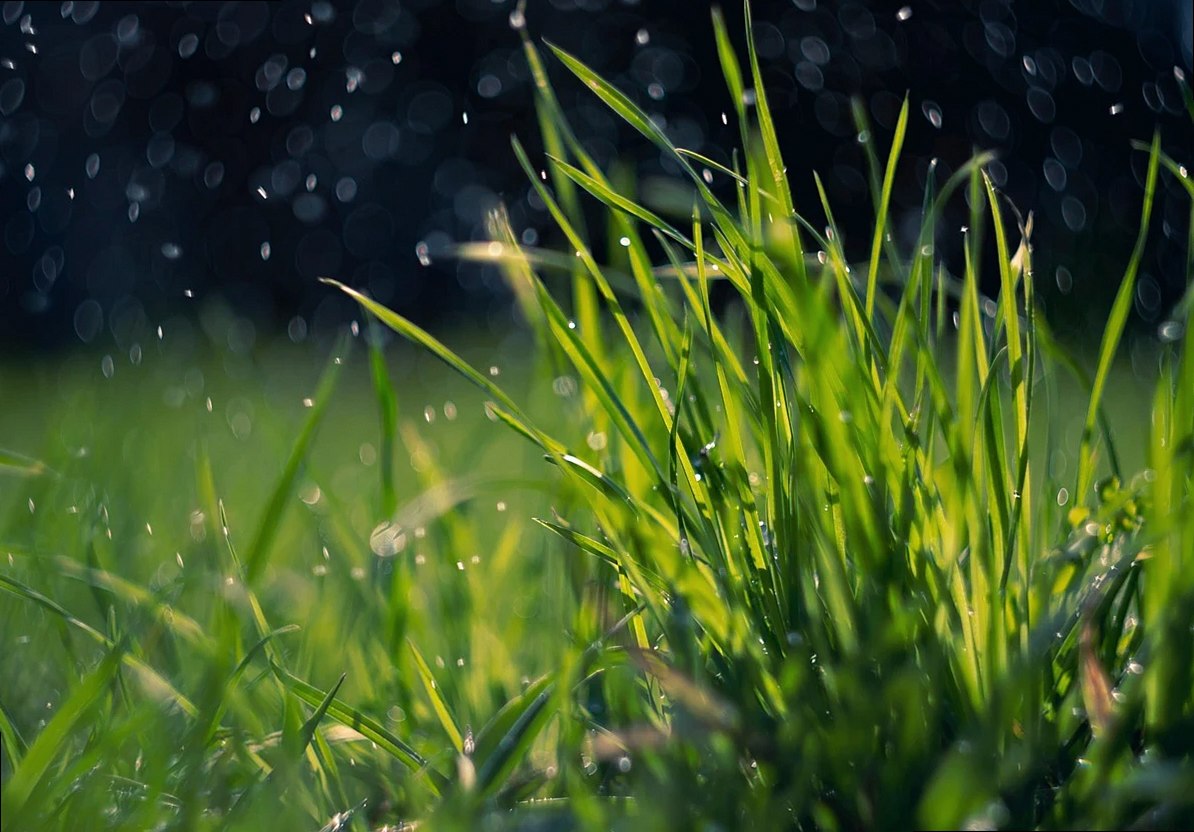 春の草原に降る雨、緑の草に光る水滴